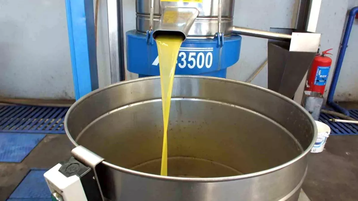 Burhaniye’de Zeytin Hasadı Kuraklık ve Lodosla Zorlaştı