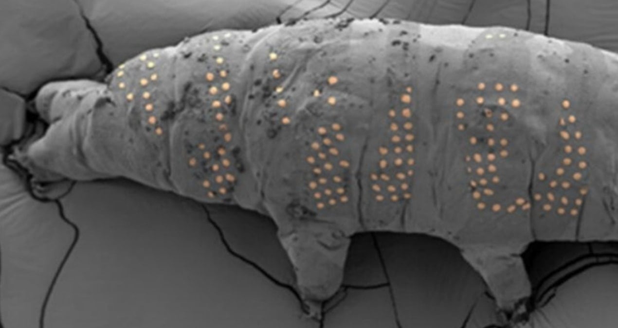 Nanoteknolojide devrim: Mikroskobik su ayılarına dövme yaptılar